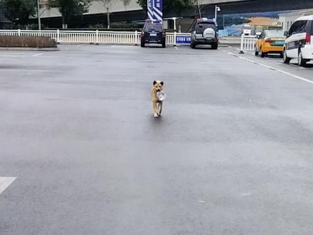 黄站长或许没有家,但它出事的那天,宣城全都成为了它的家 素材来源@柯基兵兵和花花 #黄站长