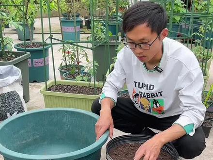 花盆怎么种凉薯 花盆里面怎么来种凉薯,种植相对简单,大小花盆都能种#家庭小菜园 #盆栽蔬菜 #园艺技巧