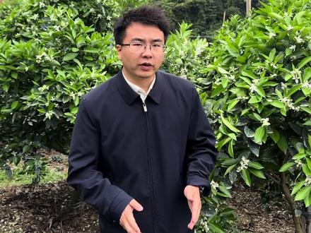 #柑橘保果#国光方案#植生源方案#赤霉素920
保果保果时间节点很重要,一保不能太早