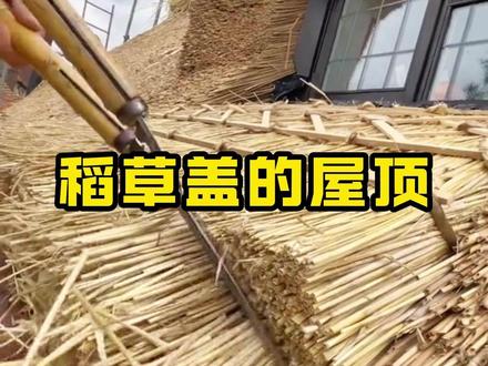 为什么在英国,人们会用稻草盖屋顶? #全球看点 #房屋改造 #涨知识 #科普 #国外生活