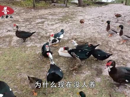 以前农村常见的番鸭,为什么现在没人养了?是不好吃吗?