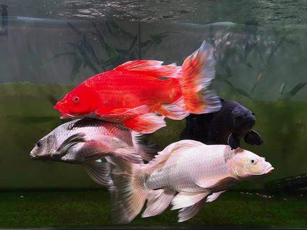 蝴蝶鲤催体发鳍技巧 了解观赏鱼生长条件才能养到自己喜欢的样子催体,发鳍,发色靓鳞#蝴蝶鲤 #蝴蝶鲤怎么养 #养鱼经验分享