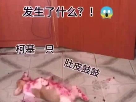 当狗狗吃红心火龙果……场面过于“血腥”,慎点🐶🐶