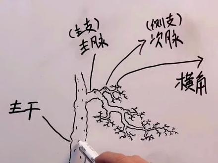 岭南盆景
核心技法教程
#岭南盆景