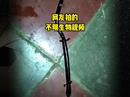 盘点4个被网友拍到的不明生物