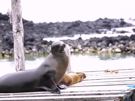 第141集 | 海狮,白天在海中捕食,是名副其实的游泳健将,夜晚在岸上休息,性情温和,姿态优美@追鲨鱼的paupau(周芳) @《水下中国》纪录片