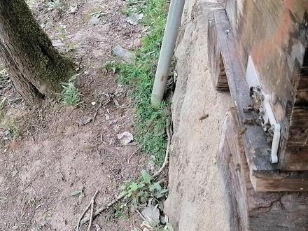 蜜蜂为什么会发生和平盗,一旦发生和平盗要如何处理。#养蜂技术 #中蜂养殖 #养蜂人 #纯天然土蜂蜜