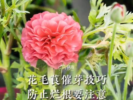 花毛茛如何催芽才不会烂球根,其实只需要两步#爱生活爱养花 #花毛茛 #催芽 #萌木园艺 #养花