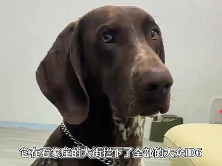 它在石家庄拦下了全部的大众ID6,只为再见一眼把它送人的妈妈 #波音达犬 #金宝 #金宝拦车 #刘传奇