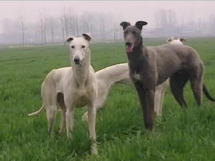 格力犬和灵缇犬的区别#宠物知识 #格力犬爱好者