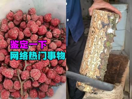 它的木材居然叫做“帝王木”!这是为什么呢? #科普 #柘果 #桫椤 #刺果番荔枝 #涨知识