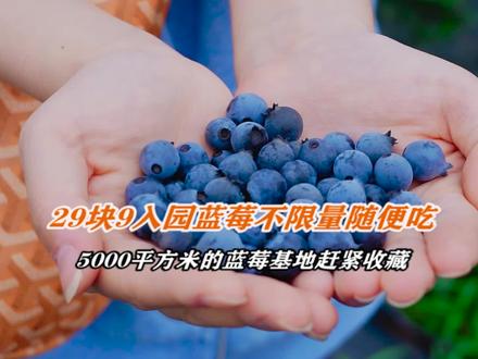 29块9入园,5000多平方米的蓝莓采摘基地不限量随便吃。 #蓝莓 #浪计划 #抖音探店团