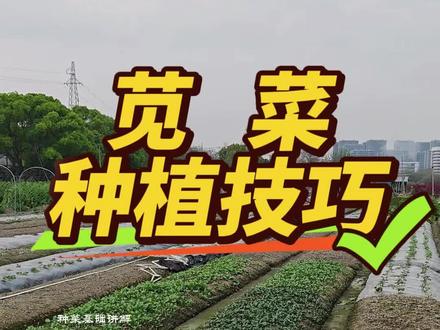 苋菜种植技巧,最佳种植时间