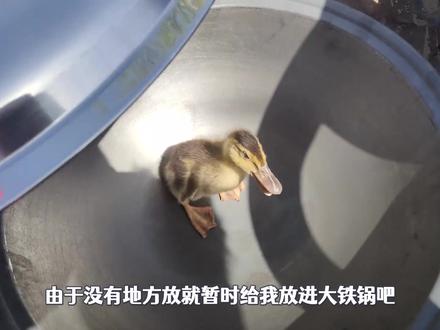 集市花了20块买的丑小鸭,大爷多要3元说是柯尔鸭,感觉被忽悠了 #鸭子 #柯尔鸭