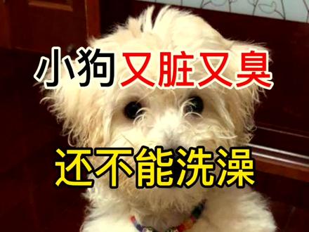 狗狗很臭,但是不能洗澡就用这个免洗泡沫