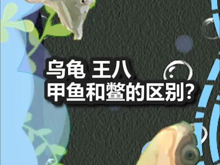 乌龟,王八,甲鱼和鳖的区别?#热门#科普#涨知识#冷知识 #乌龟 #王八 @DOU+小助手