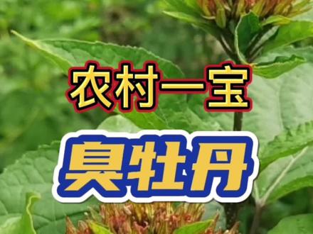 臭牡丹很臭,但是老百姓对它的用法却很多#养生