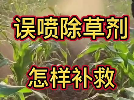 误喷除草剂,怎样补救#除草剂 #除草剂药害 #除草剂药害及补救措施 #药害 #药害解决方案 @抖音小助手