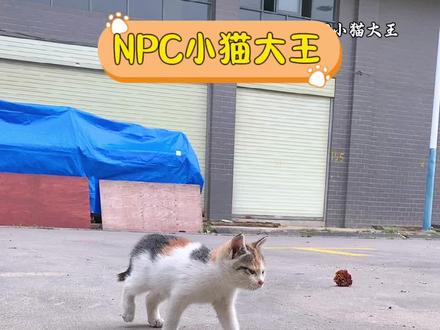 小猫踢足球教程#我和流浪猫的故事 #彩狸