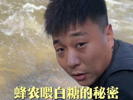 给蜜蜂喂白糖是真的吗#蜂蜜