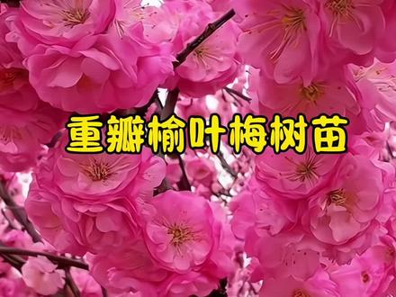 重瓣榆叶梅,也叫小桃红,好养又好看!
栽种简单,不挑土壤不挑环境,
耐寒零下30度,高温40度也不怕,
南北方阳台、庭院都能种。
它先开花后长叶,
比桃花更漂亮,比樱花更茂密,
一开花就是满树繁花,氛围感直接拉满!
现在正是种植好时节,喜欢的别错过~#重瓣榆叶梅 #榆叶梅树 #榆叶梅树苗 #庭院植物推荐 #种植基地