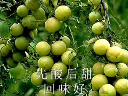 橄榄,学名余甘子,在云南吃法众多,连树皮都不放过 #科普 #一日一植物 #草木见 #余甘子