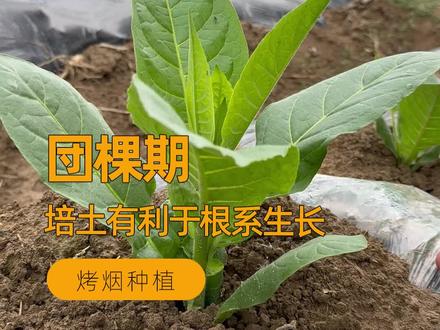 培土有助于根系生长,你知道这些根系占烟草整个时期根系的多少吗?#烤烟种植 #来抖音学农技 #新农人计划2023