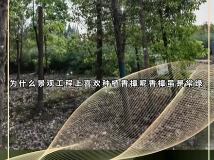 一分钟带你了解香樟 #香樟 #园林景观