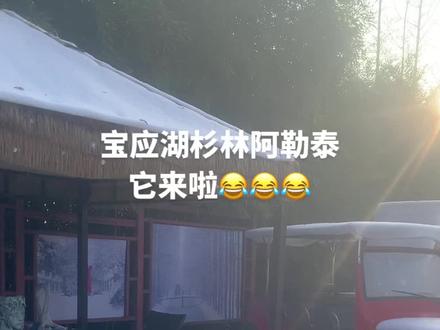 这个元旦不用去新疆,宝应湖杉林阿勒泰它来了#原创视频 #旅行推荐官 #杉林阿勒泰 #这是什么神仙地方 #宝应湖国家湿地公园