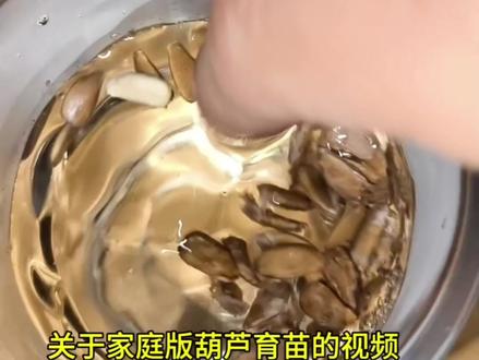 《家庭版葫芦育苗种植》家庭种植葫芦流程,葫芦种植没有那么难 葫芦怎么育苗,葫芦什么时候候种,现在可以育苗了吗,最近好多朋友都在问,针对这些问题出一期家庭育苗葫芦视频, 想要你的葫芦稳定的成长,当地温度最好是稳定在15度以上,避开冻花木,育苗基质水分不要太大,保持好温度,湿度,通风良好的阳光,避免高脚苗,弱苗#创作者中心 #创作灵感 #葫芦育苗 #葫芦育苗种植 #葫芦