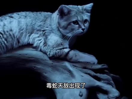 毒蛇天敌出现了?世界上最可爱的沙漠猫,吃毒蛇就像吃辣条一样?#沙漠猫 #毒蛇 #科普一下 #野生动物