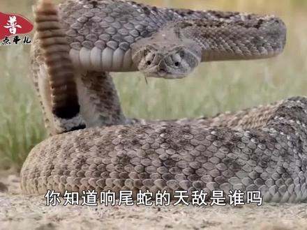 响尾蛇的天敌出现了,吃毒蛇就像吃辣条,看它如何高智商捕蛇
