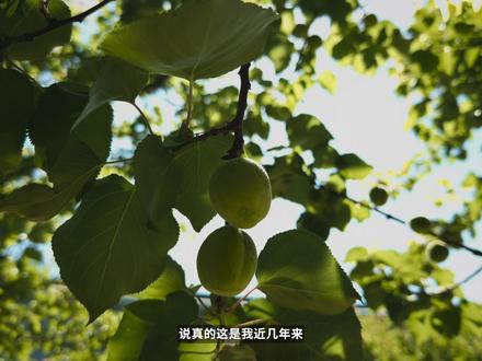 5分钟快速总结WWDC26:细节改进不少,节假日闹钟终于上线 讲道理这是我近几年来,看完以后心情最复杂的WWDC了,让我用5分钟不到的时间帮你总结一下WWDC26主题演讲的主要内容吧。
#wwdc26 #wwdc #苹果发布会 #iOS27 #macOS