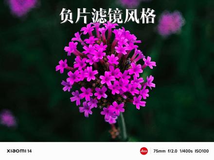 色调的调节至关重要#手机摄影 #小米14 #手机摄影教学 #摄影