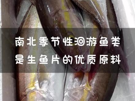 入秋后章红鱼开始肥美,是生鱼片常使用的高档鱼肉,它的肉质鲜美甘甜、肉丰刺少有种独特的味道。#章红鱼 #高体鰤 #杜氏鰤 #刺身 #生鱼片