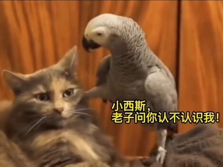 杭州话配音:鹦鹉哥的质问!#杭州话