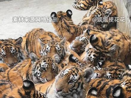说是宫百万的亲戚,我真的一点不怀疑 #金虎 #白虎 #宫百万 #重庆