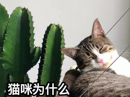 猫咪为什么喜欢睡在花盆里#睡在花盆里的猫 #关于一些猫猫在盆里睡觉 @抖音小助手