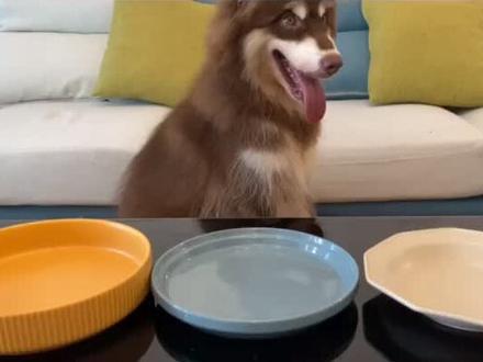 人不如狗系列一#狗狗吃播 #宠物吃播 #家有萌宠