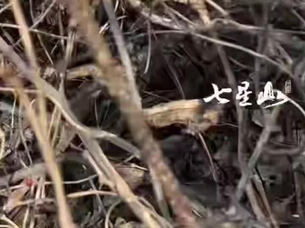 大宋挖山药后续归途来了#荒野老六 #归宋