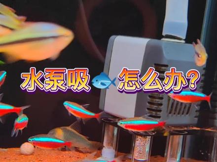 #来抖音学农技 用生化棉防止水泵吸鱼#养鱼日记