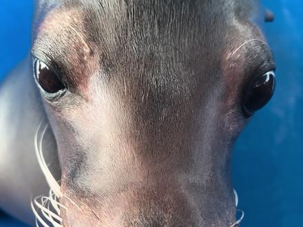 瑞吉:今天找饲养员做了个时兴的发型。#海豹 #海狮 #神奇动物在抖音 #萌宠 #抽象