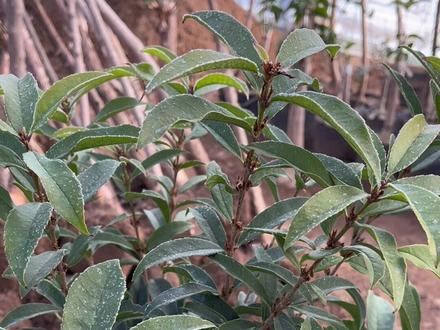 嫁接桂花到底有多耐寒?#爱生活爱养花 #花卉绿植 #别墅庭院植物 #阳台小院均可种植
