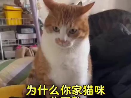 为什么你家养不熟#猫咪#新手养猫#喵星人#养猫人