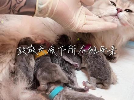 6只早产,2只难产;这次接生真的不容易啊