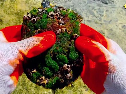 背部长满藤壶的乌龟,被男子发现后,藤壶全部被清理了下来 #清理藤壶 #解压视频一起释放压力