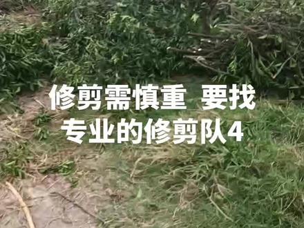 修剪需慎重 要找专业的修剪队4