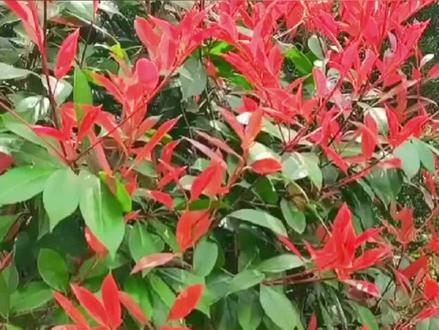 红叶石楠的常见品种你都认识哪几种?
1.红罗宾
叶缘锯齿明显,个体差异大,花期4月-5月,耐低温度(适合在黄河以南的地区栽植。)
2.红唇
新芽红铜色,新叶红色,4月中旬开花(耐寒性相对较差)
3.强健
一年生枝条颜色较绿(萌芽能力强,极耐修剪)
4.鲁宾斯
(叶片相对较小,抗性强,较耐寒)春天新叶红似火漆,秋后叶色鲜红
5.火焰
色彩变化多样,是红叶期最长的品种之一,(新芽鲜红色,新叶红的发亮而透明)(是从光叶石楠杂交而成的新品种)#花卉绿植 #红叶石楠 #绿化工程 #造型树 #园林景观