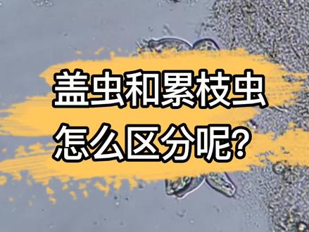 盖虫和累枝虫的区分只差一个小菌主😁#污水处理 #微生物