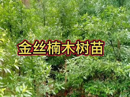 #金丝楠木#今日分享#强烈推荐@抖加🔥上热门🔥dou+🔥热点宝
